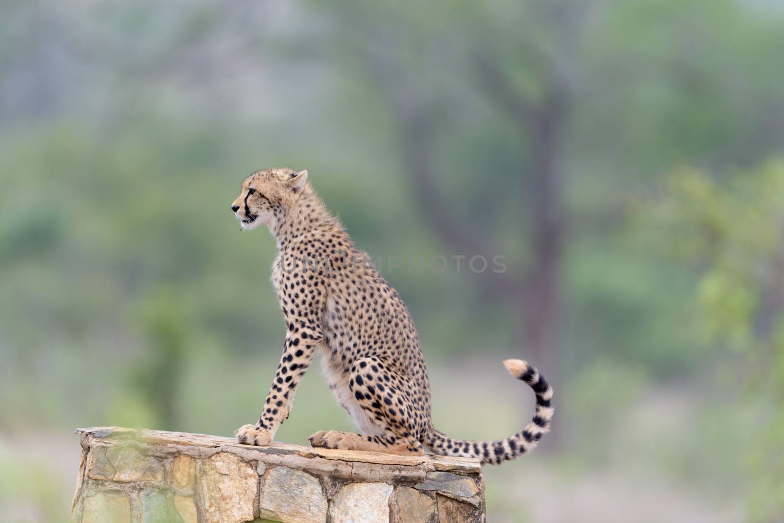 Cheetah portrait in the wilderness of Africa