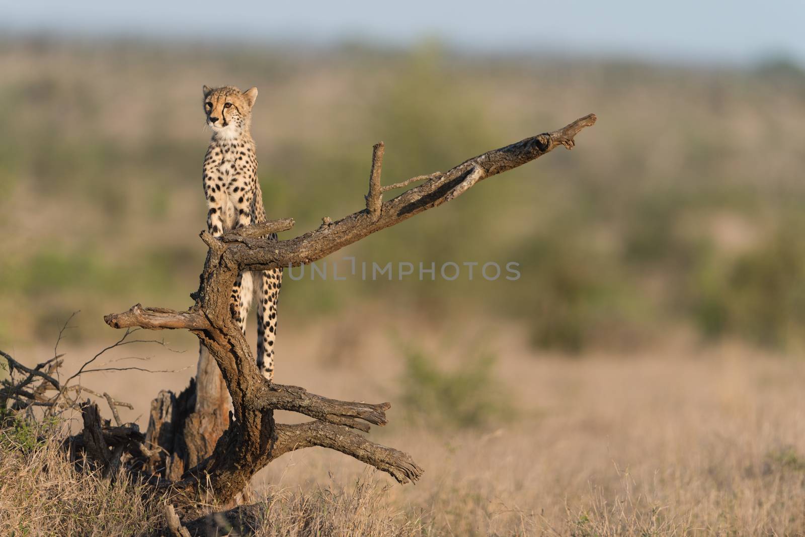 Cheetah portrait in the wilderness of Africa