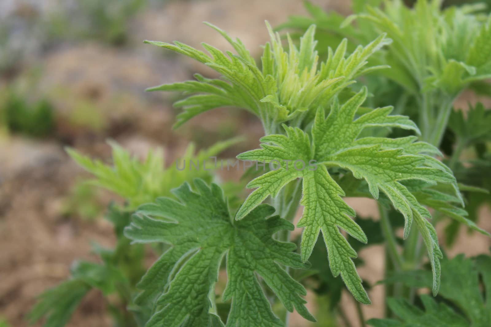 The picture shows a motherwort field in the garden