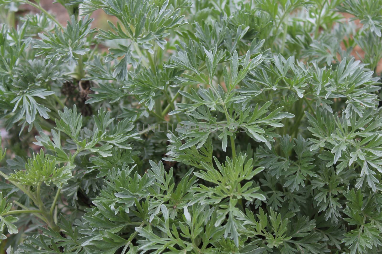 The picture shows healthy wormwood in the garden