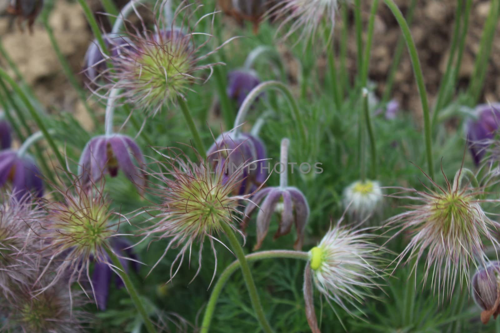 The picture shows pasqueflowers in the garden