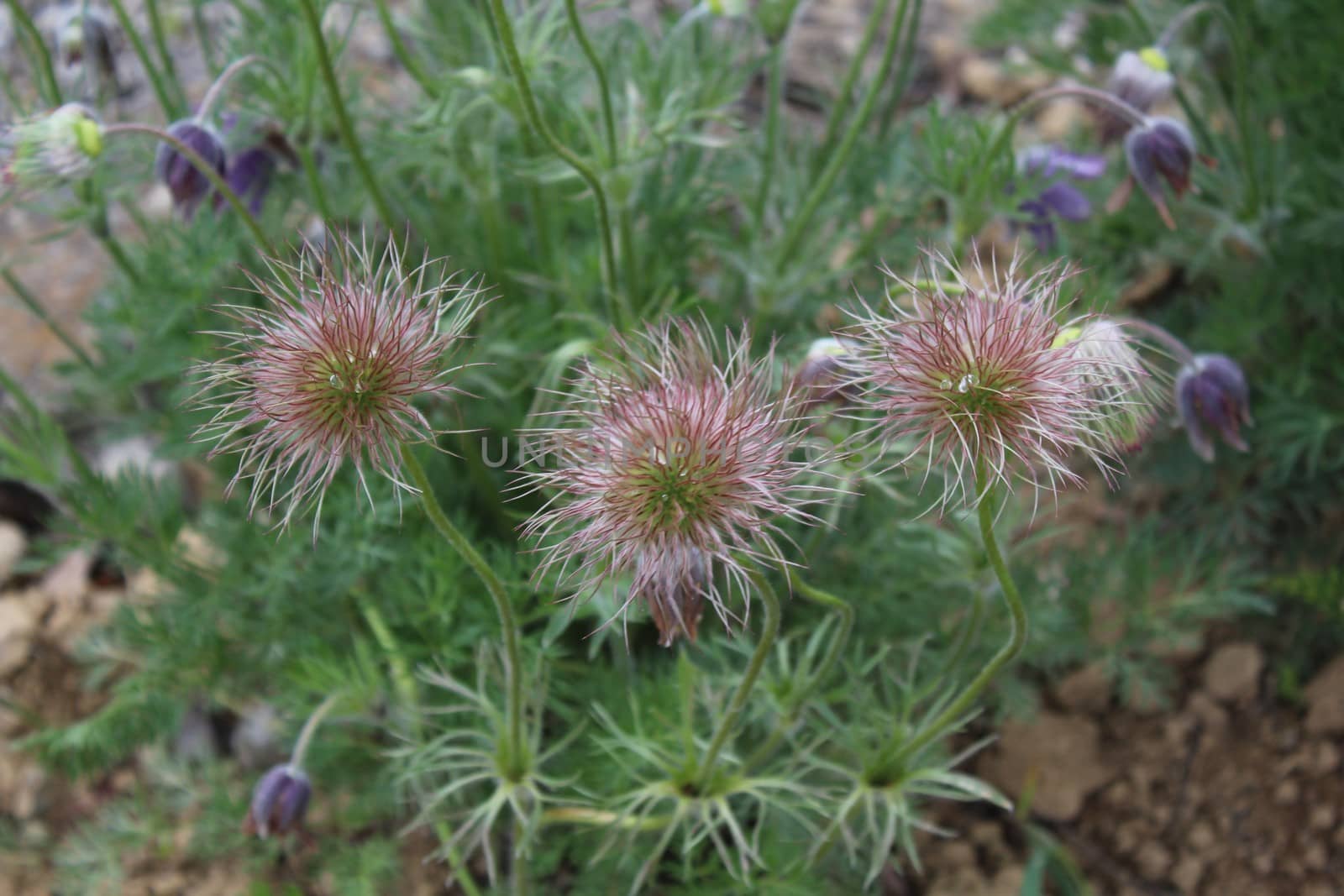 The picture shows pasqueflowers in the garden