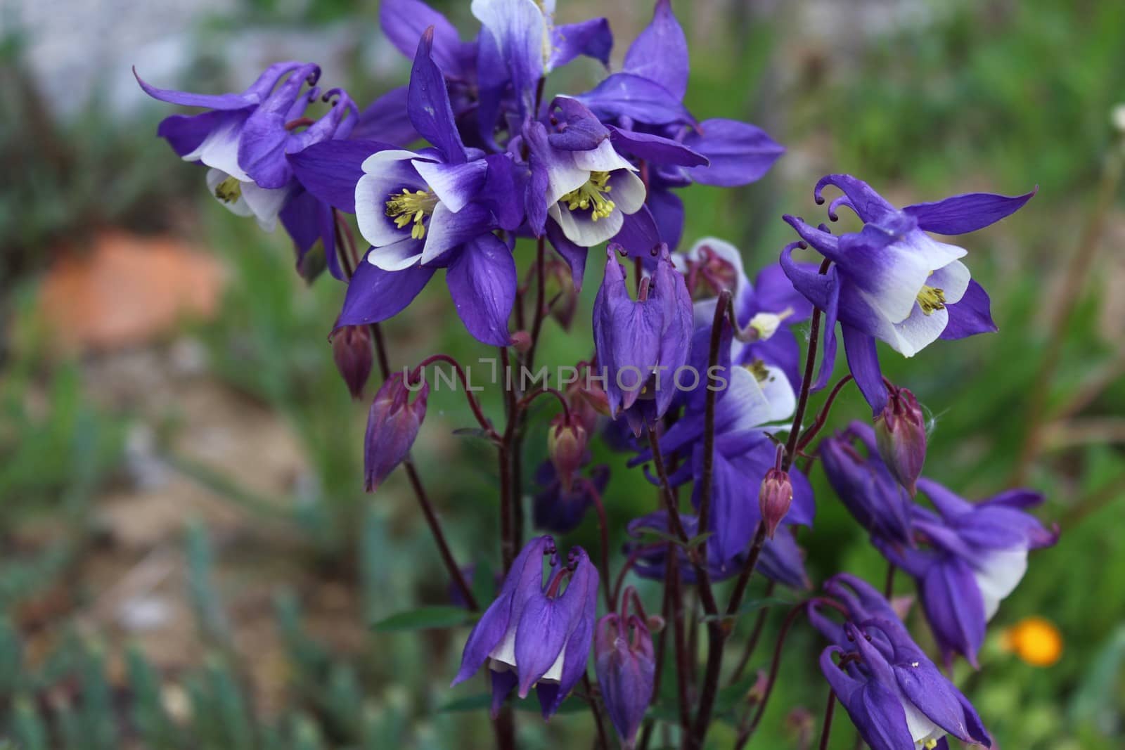 The picture shows blue columbine in the garden