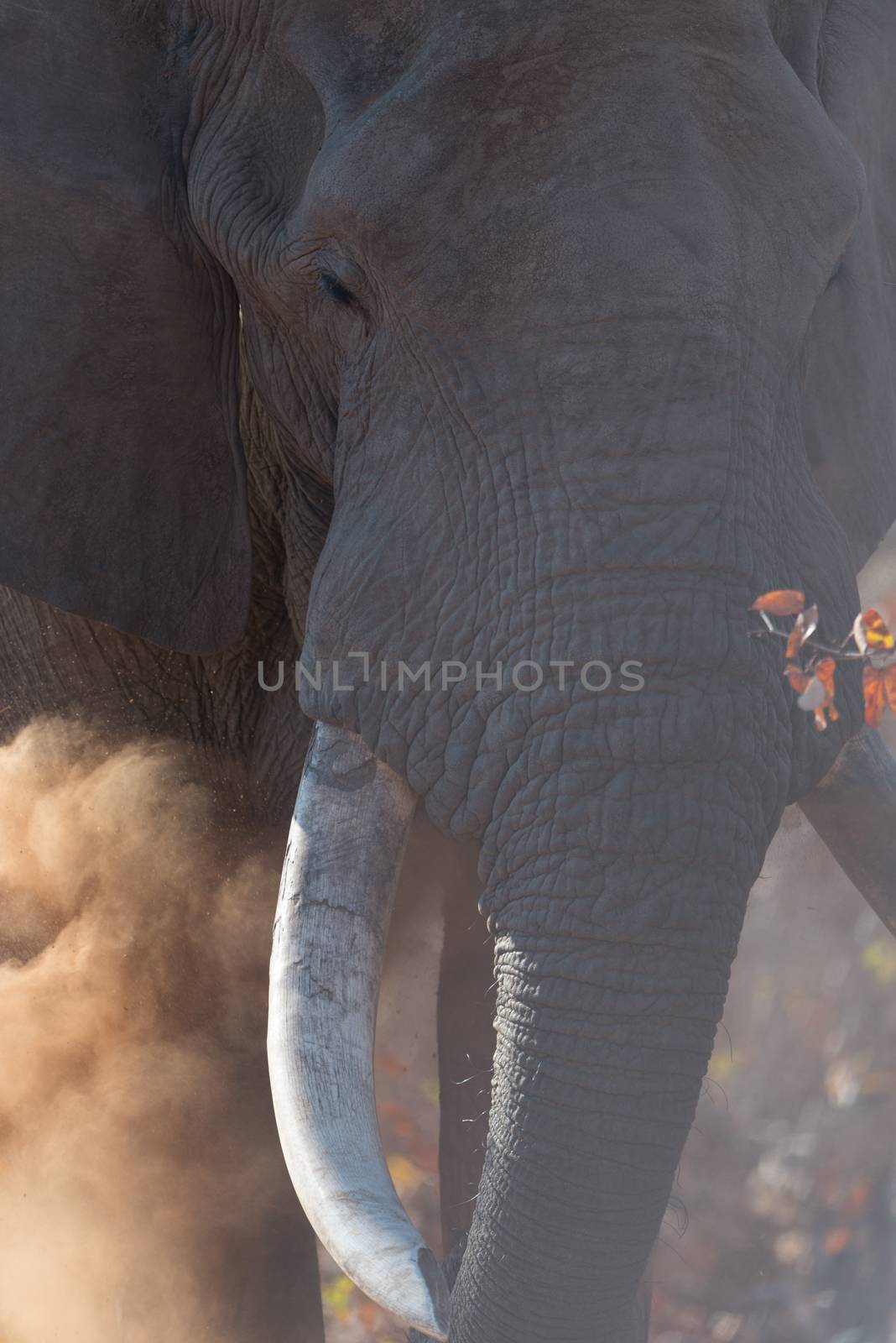 African elephant in the wilderness