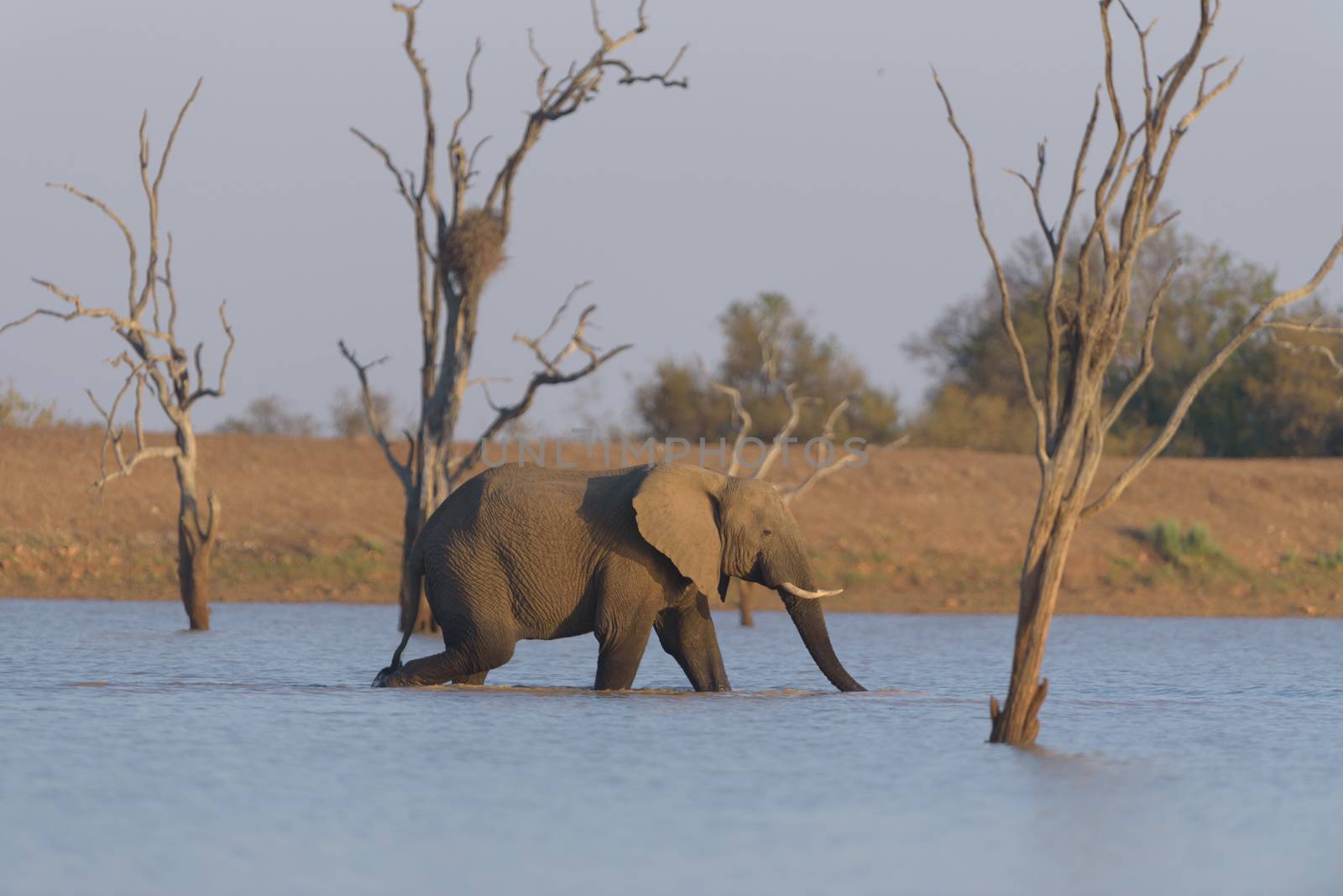 African elephant in the lake, wilderness