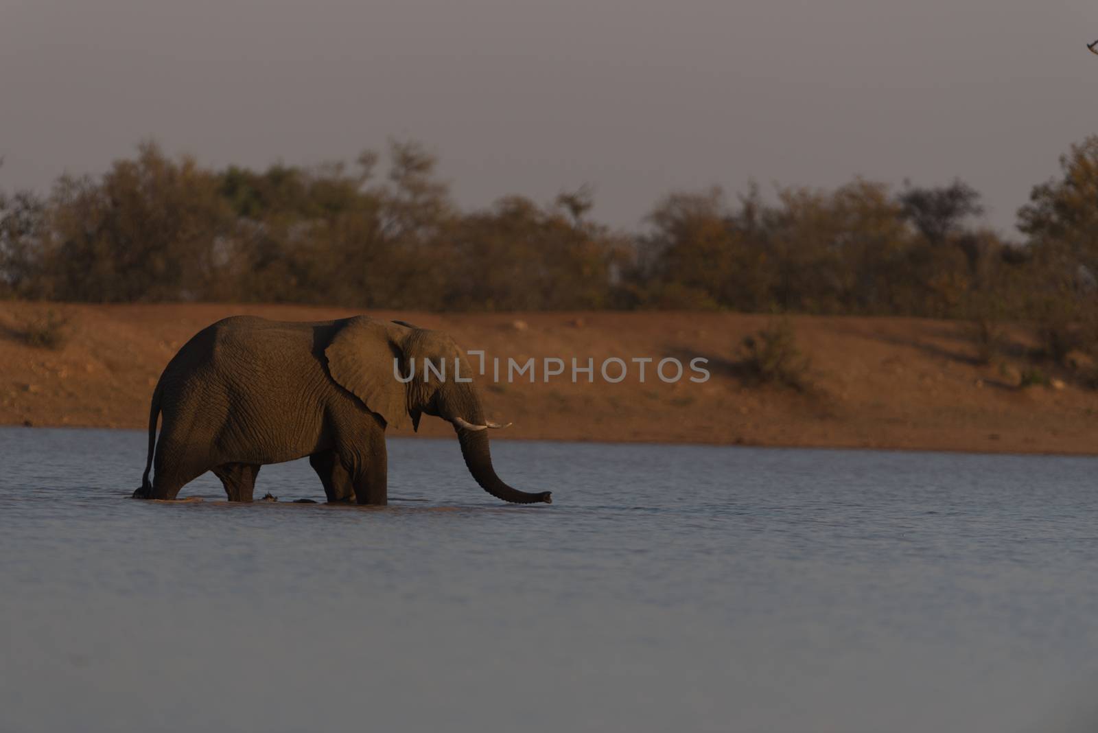 African elephant in the lake, wilderness