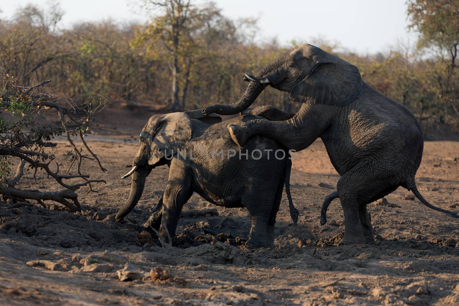 elephants mating in the wilderness