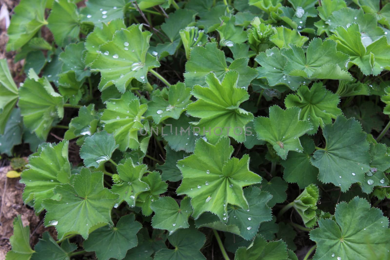 The picture shows lady`s mantle after the rain