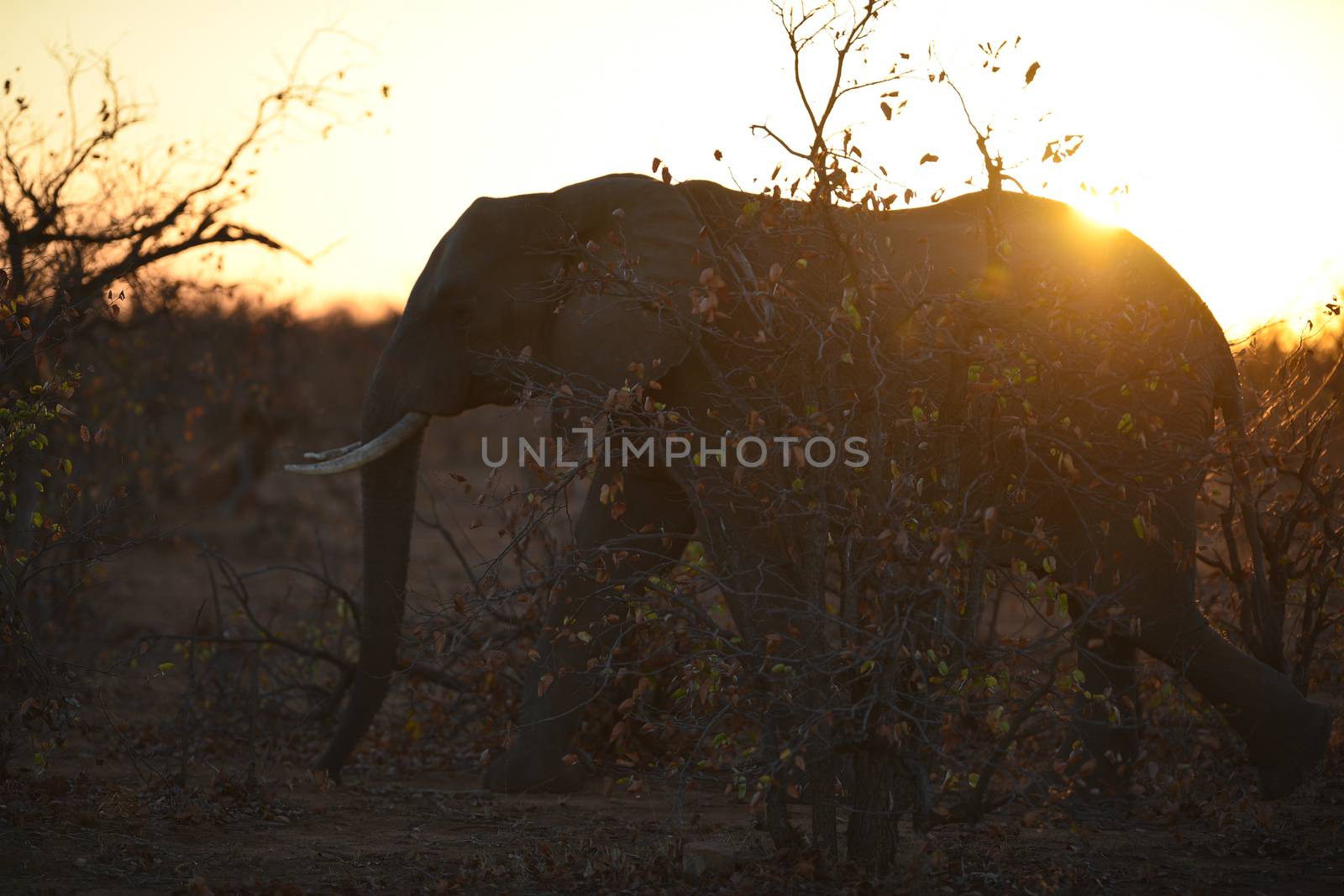 African elephant in the wilderness