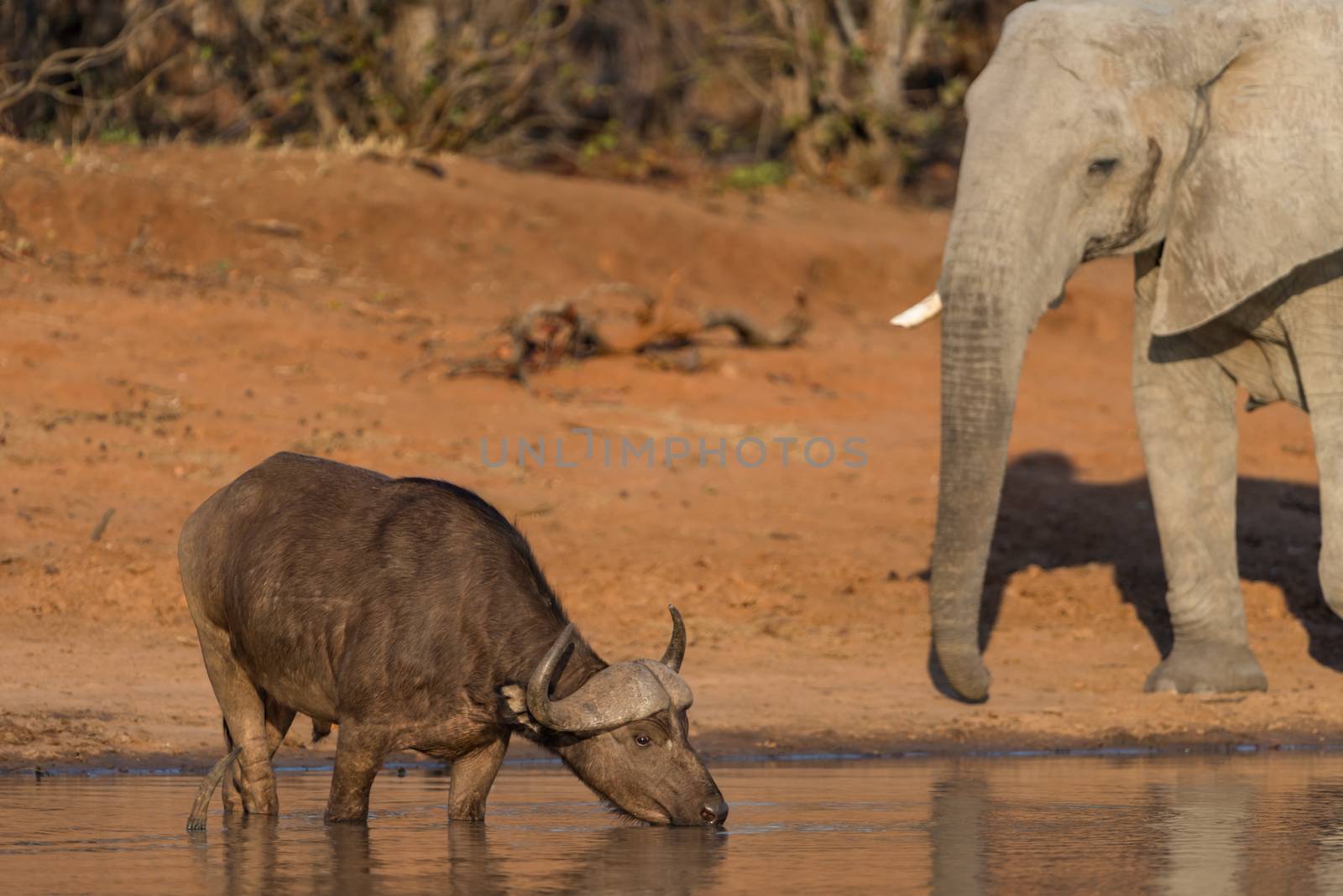 African elephant in the wilderness