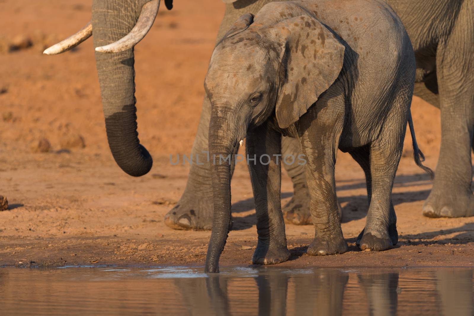 African elephant in the wilderness