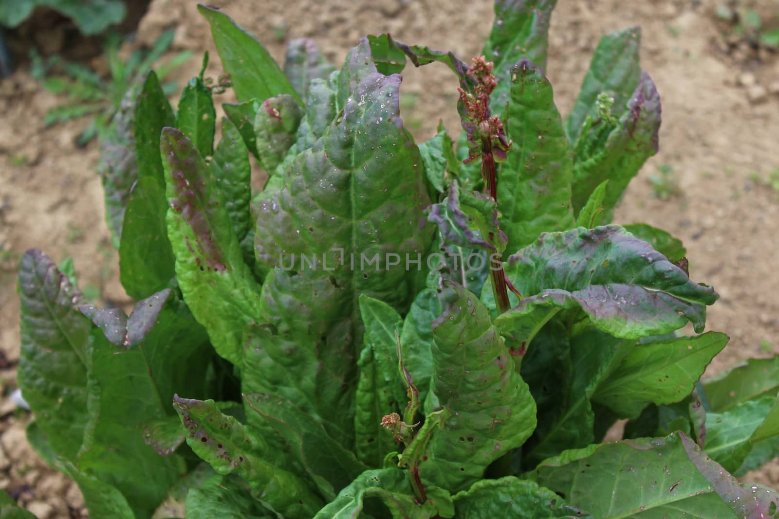 sorrel field in the garden by martina_unbehauen