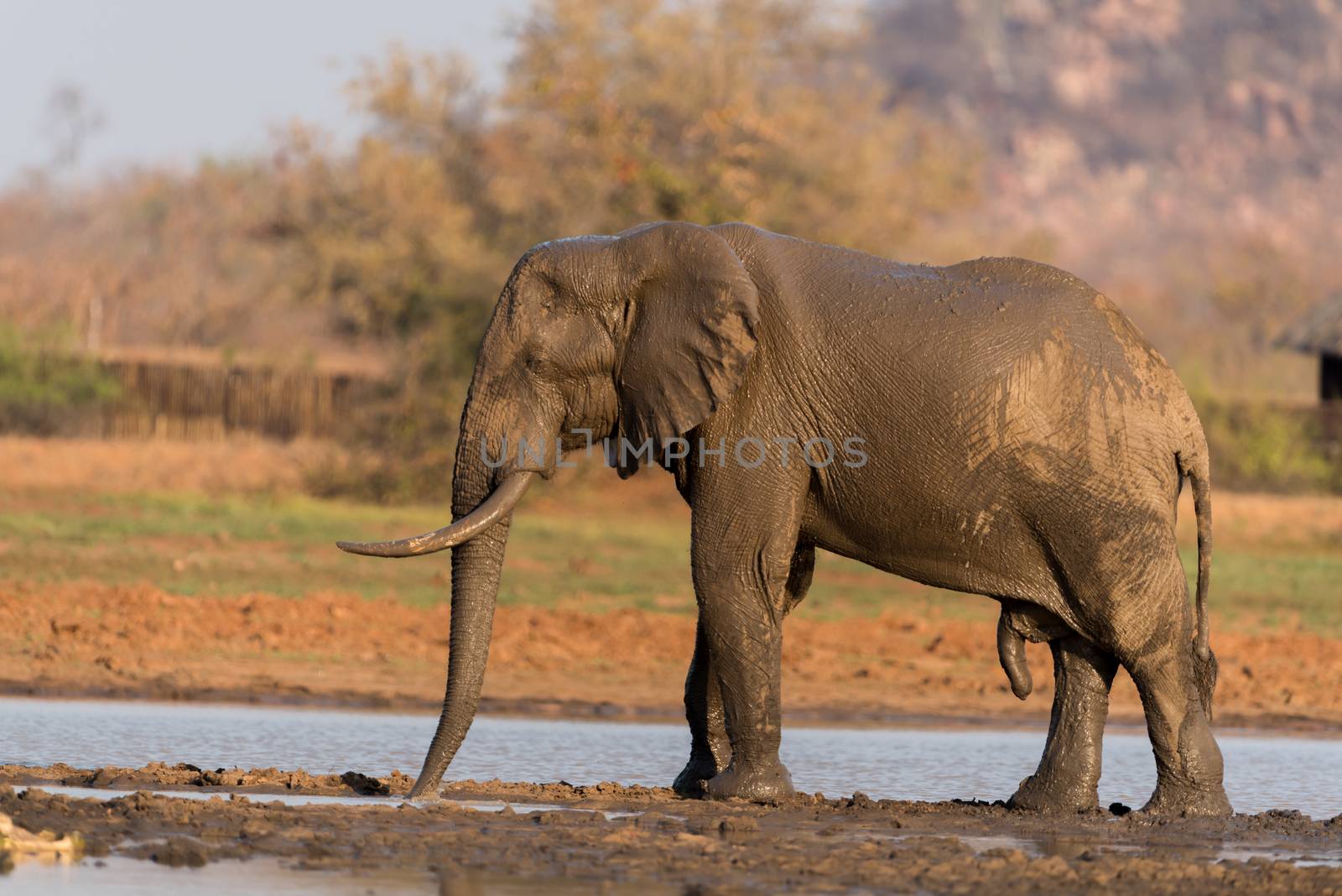 African elephant in the wilderness