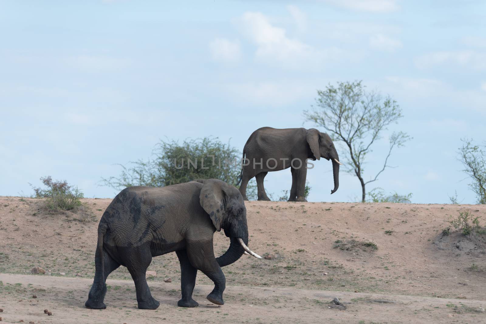 African elephant in the wilderness