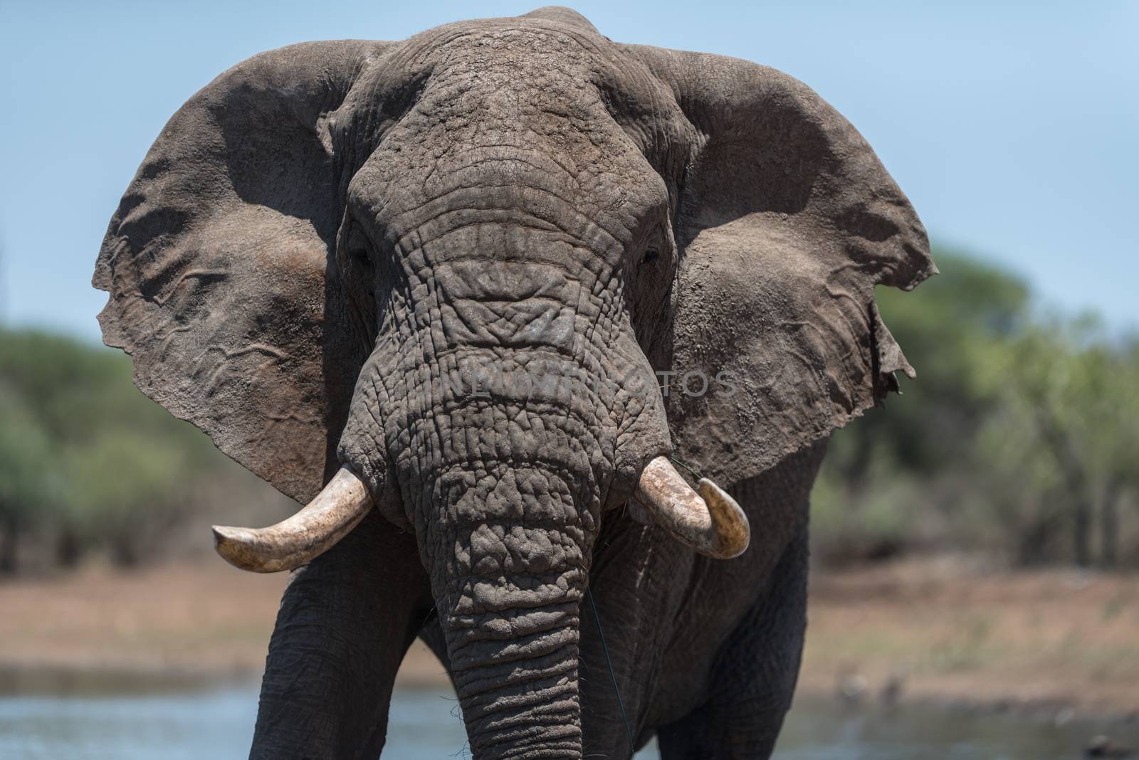 African elephant in the wilderness