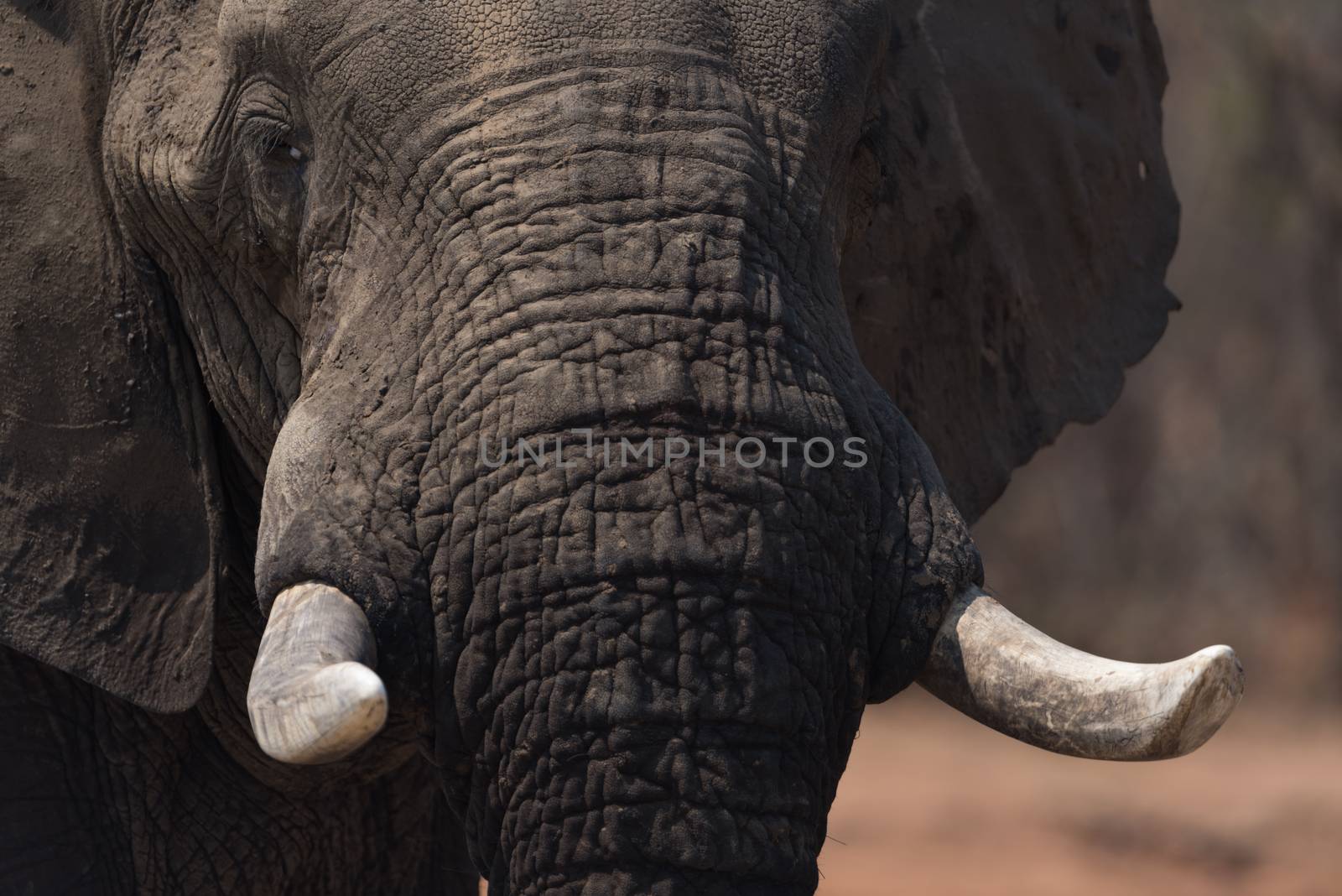 African elephant in the wilderness