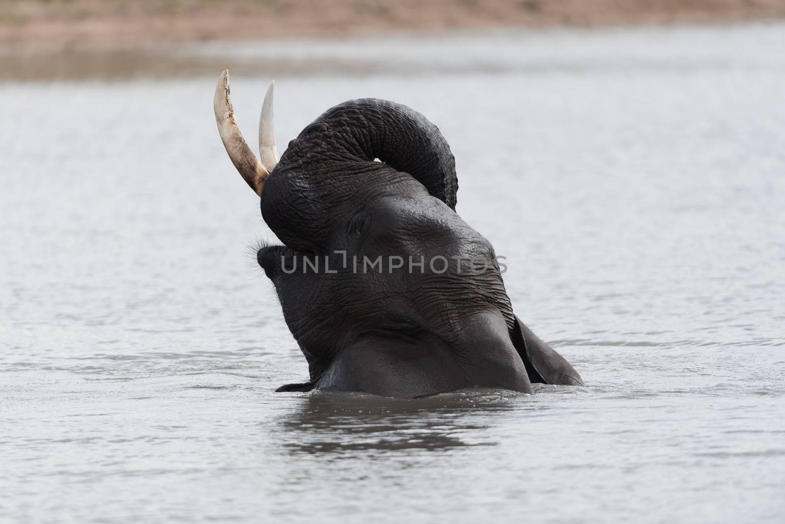 African elephant swimming in the lake, in the wilderness
