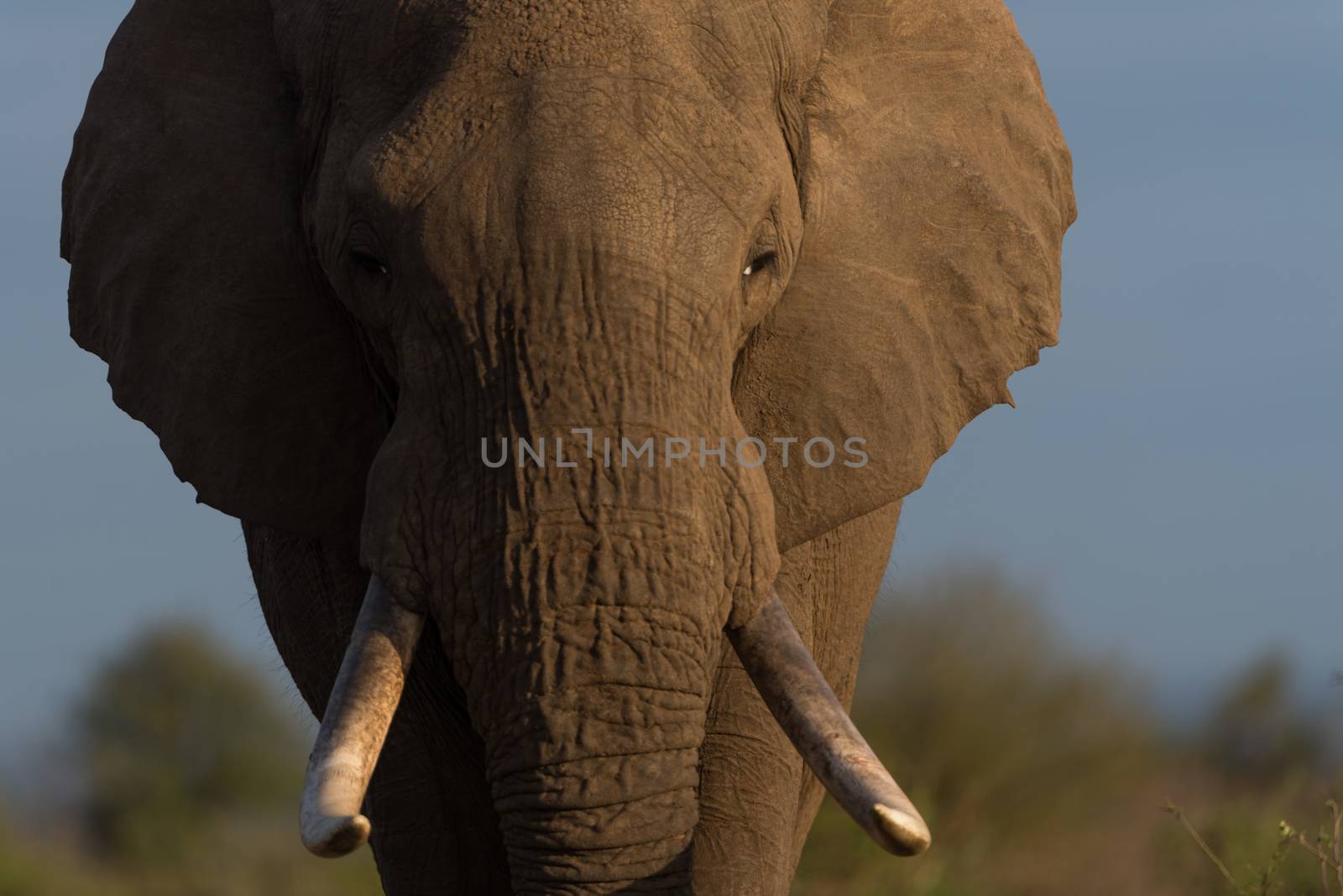 African elephant in the wilderness