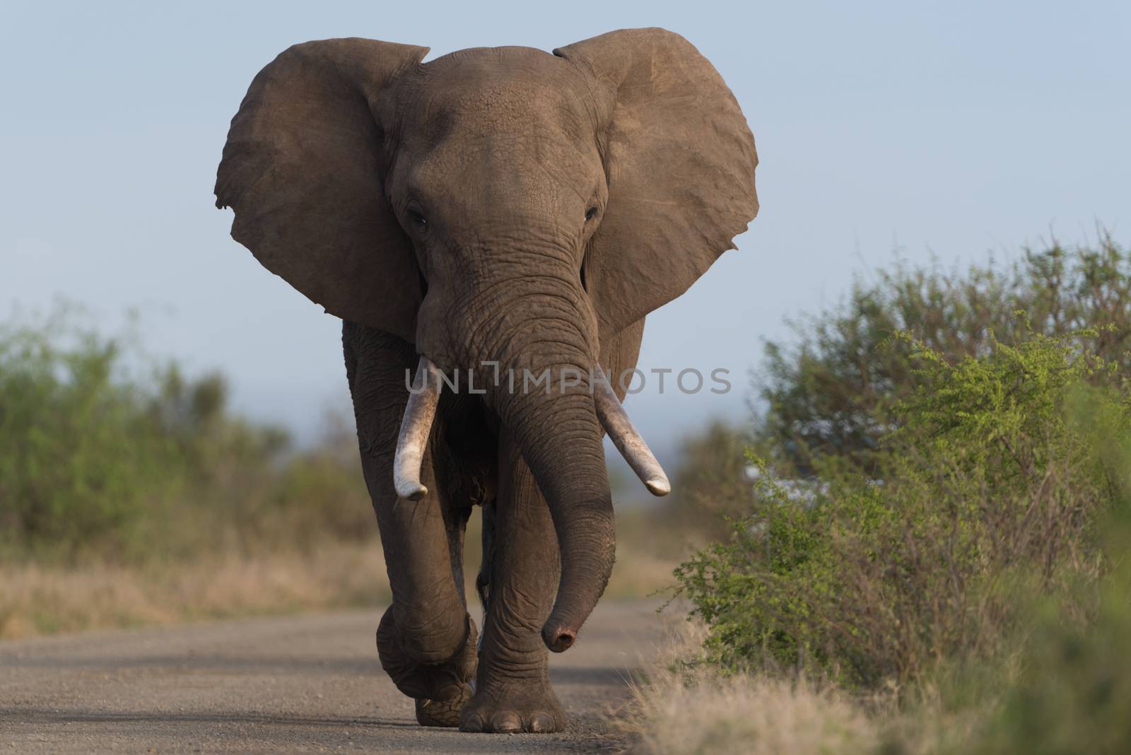 African elephant in the wilderness