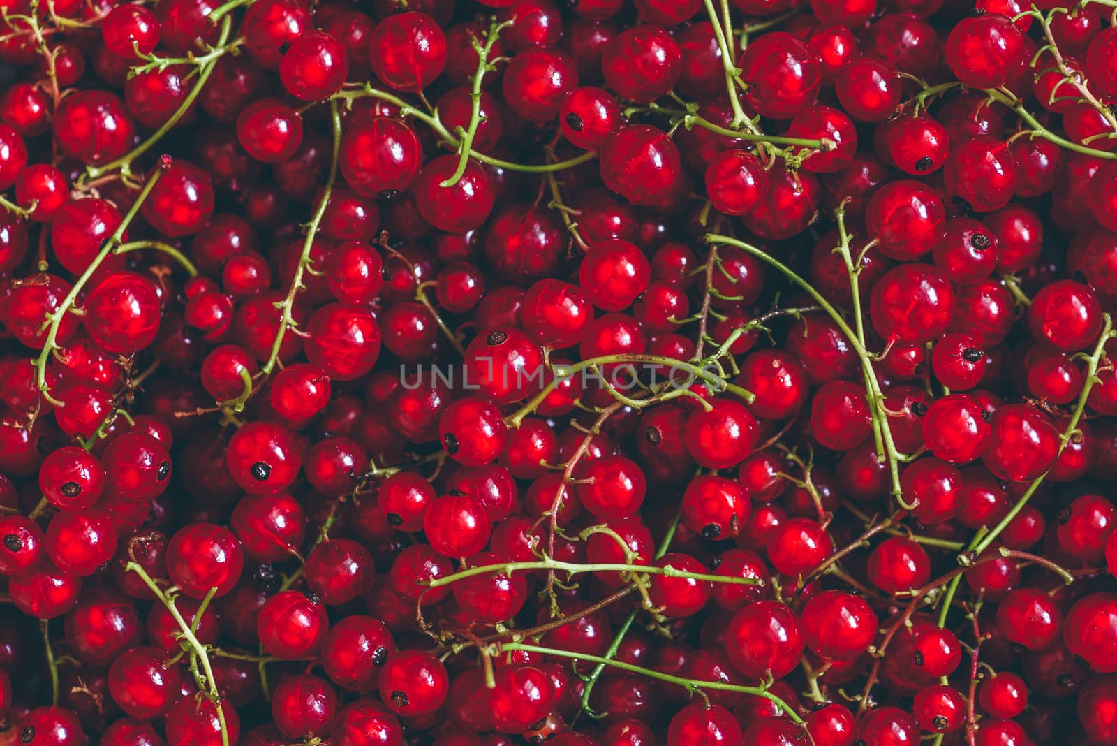 Background of Ripe and Juicy Red Currant.