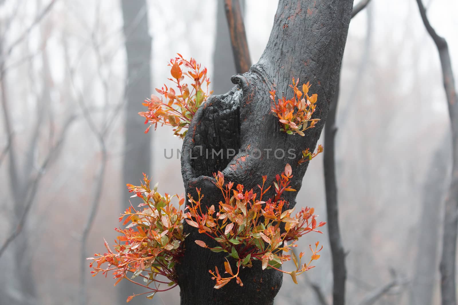 A burnt tree flourishing with bright new fresh growth after bush fires on a foggy morning