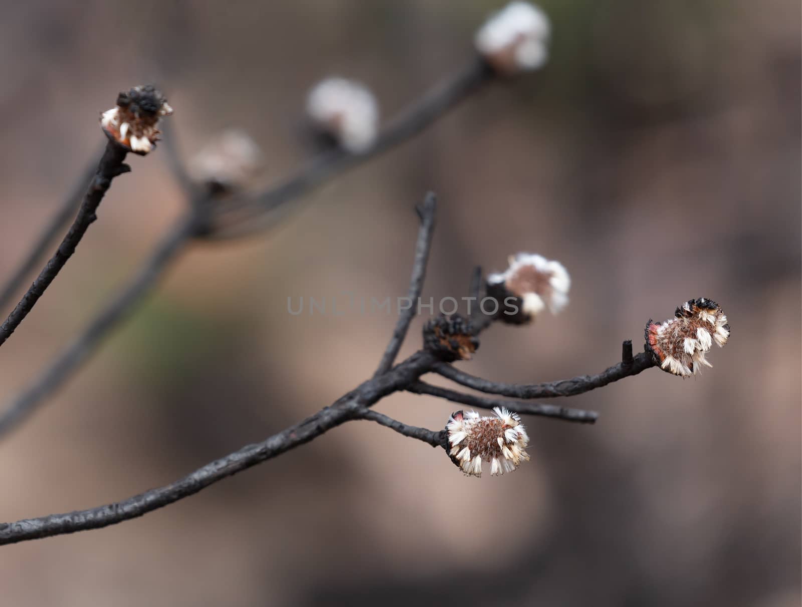 Seed pods germinate after bush fire by lovleah