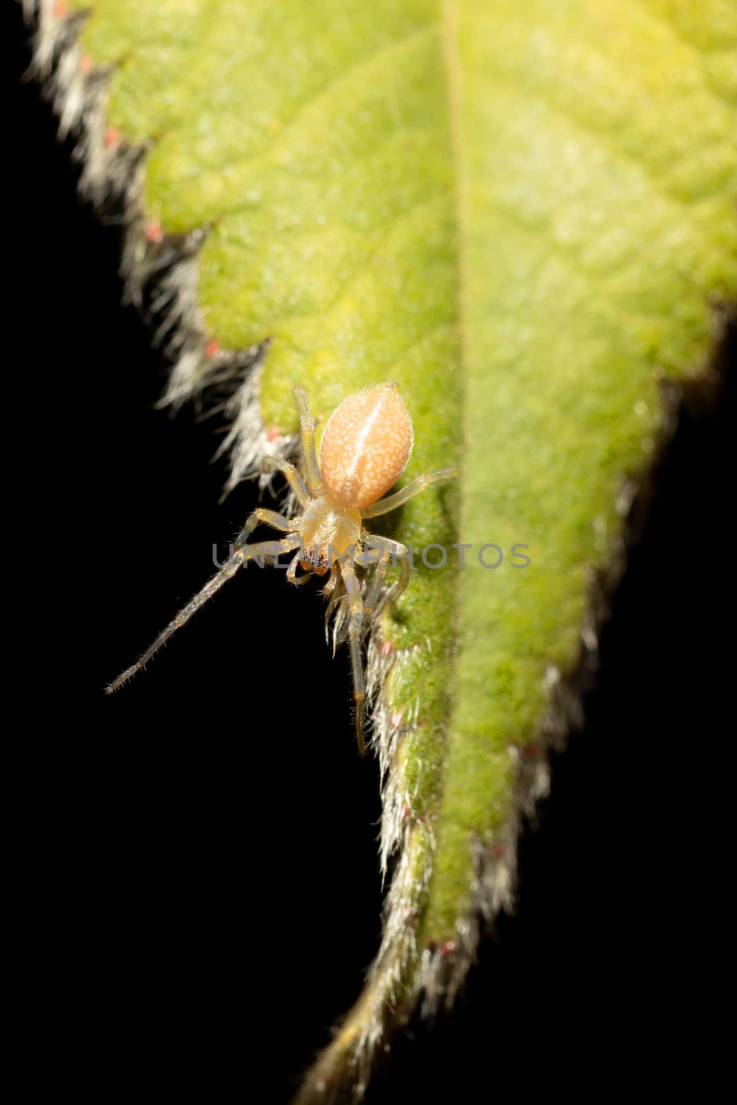 Spider living in 3300 altitude in Simien mountain, Ethiopia, Africa wildlife