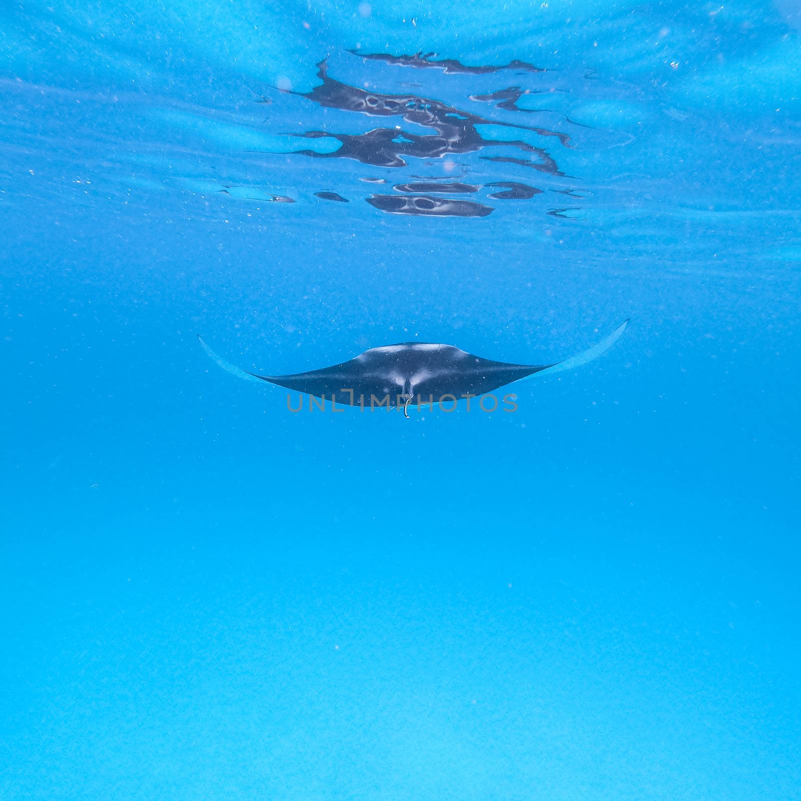 Giant oceanic manta ray, Manta Birostris ,hovering in blue ocean on Maldives islands by kasto