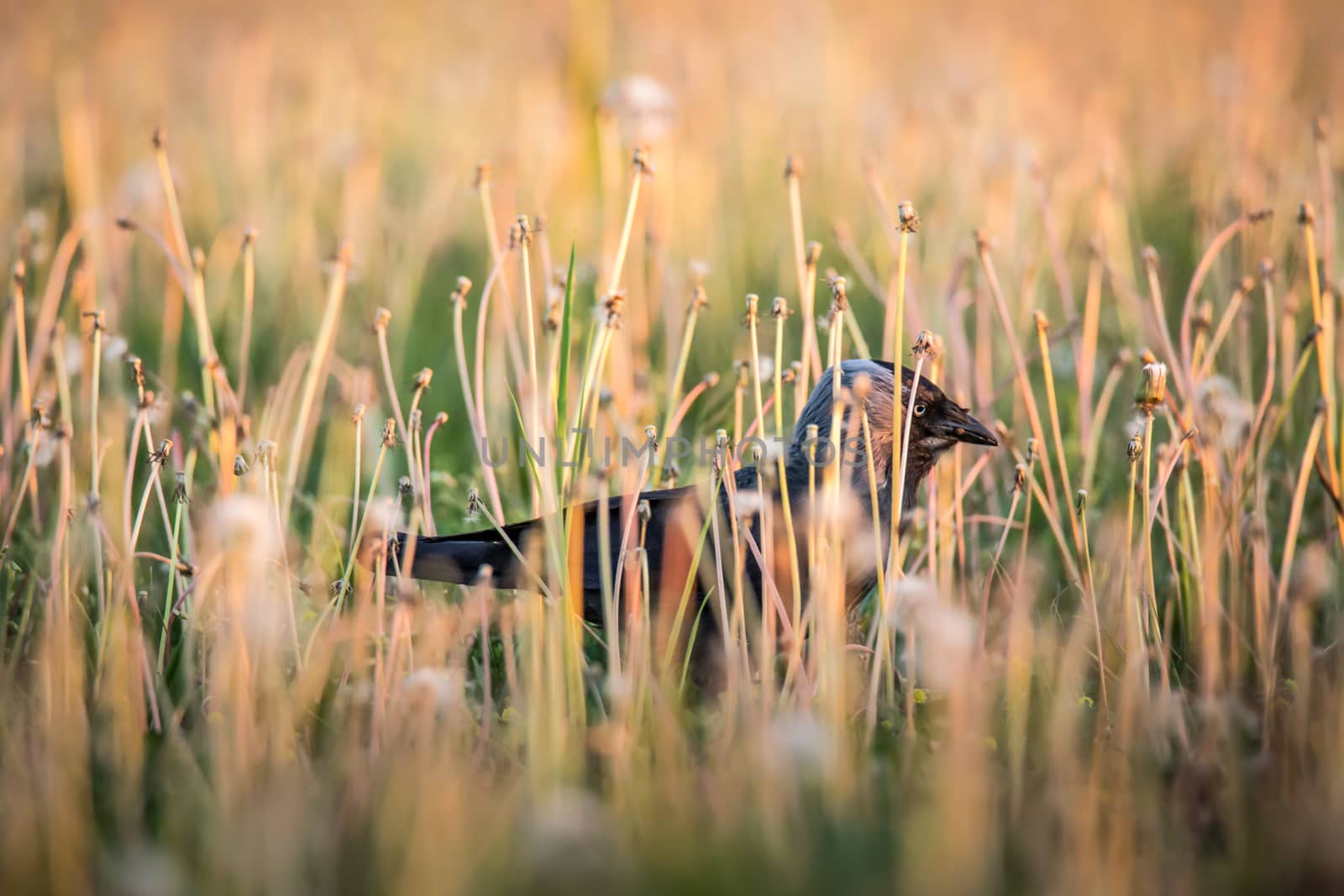 The common raven Corvus corax hiding in grass, also known as the northern raven, all-black passerine bird. A raven is one of several larger-bodied species of the genus Corvus. by petrsvoboda91