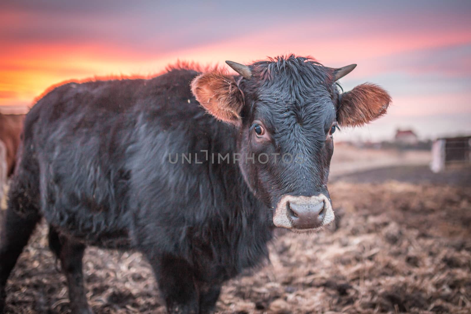 Happy cow or a bull on a muddy meadow during sunset in winter. Close up photo of black cow. by petrsvoboda91