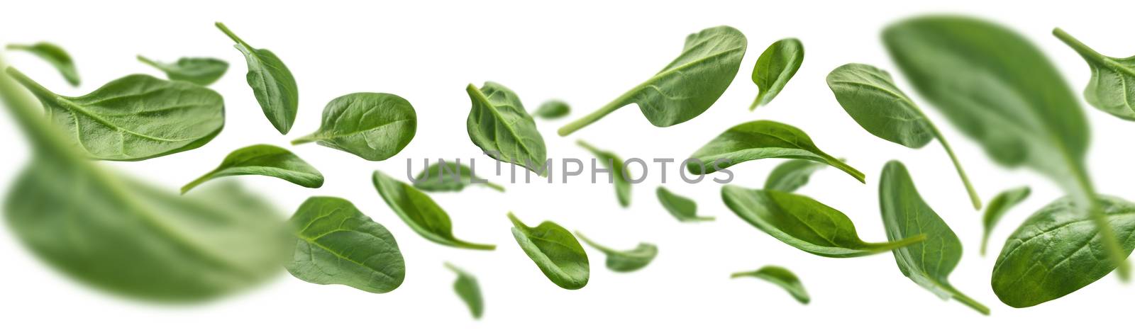 Green spinach leaves levitate on a white background.