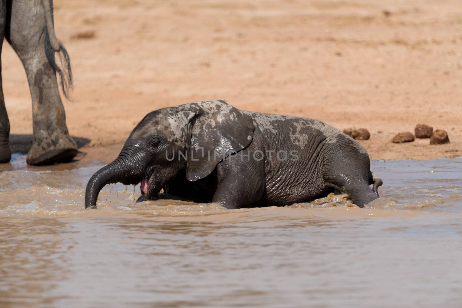 Elephant calf, baby elephant in the wilderness of Africa