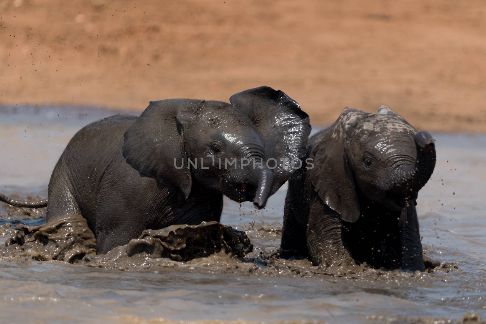 Elephant calf, baby elephant in the wilderness of Africa