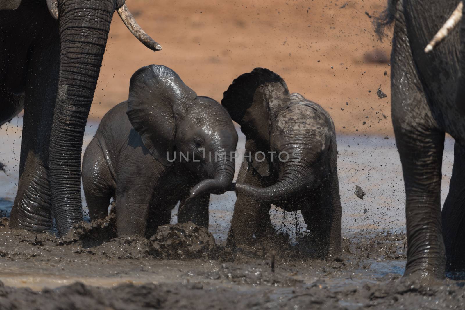 Elephant calf, baby elephant in the wilderness of Africa