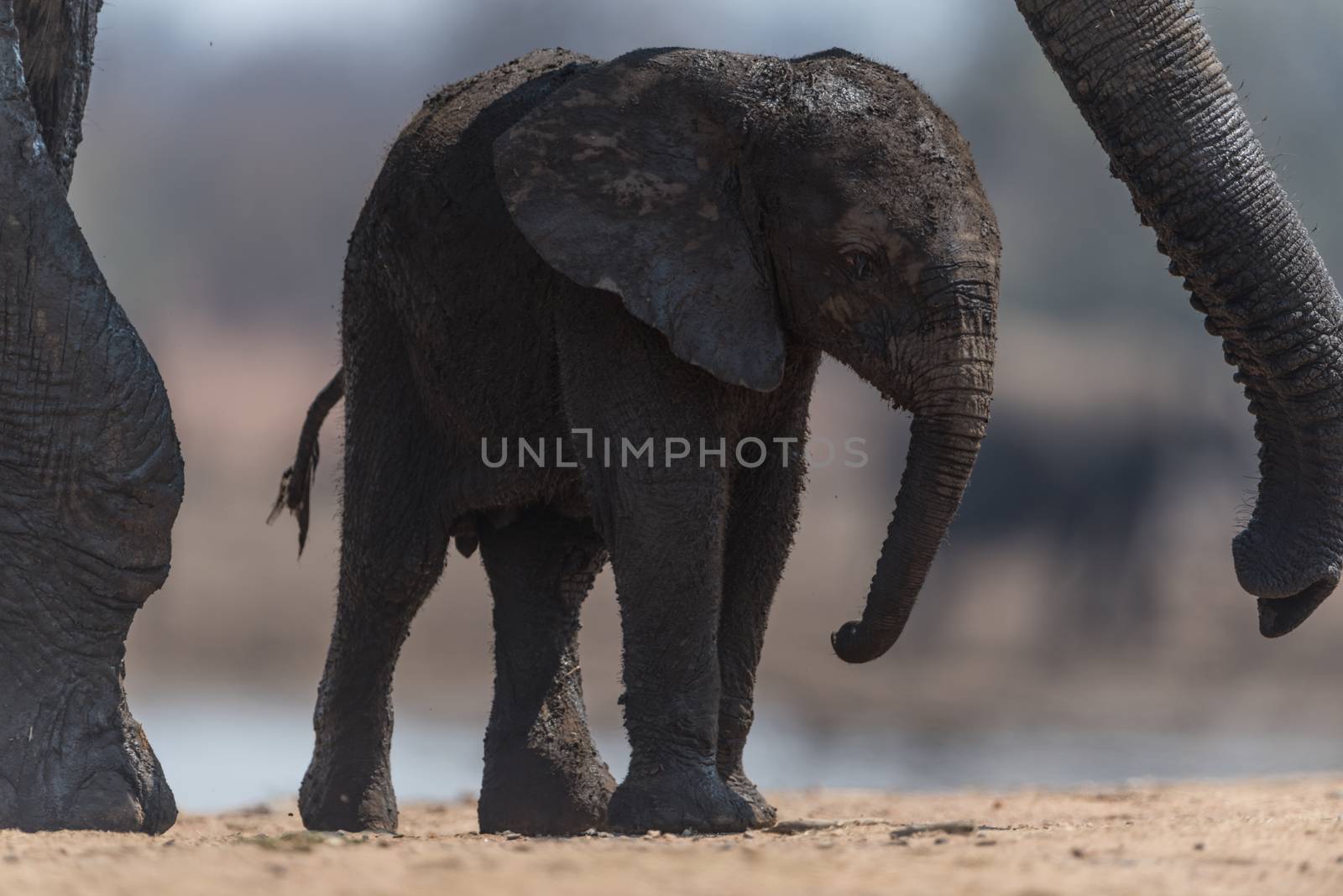 Elephant calf, baby elephant in the wilderness of Africa