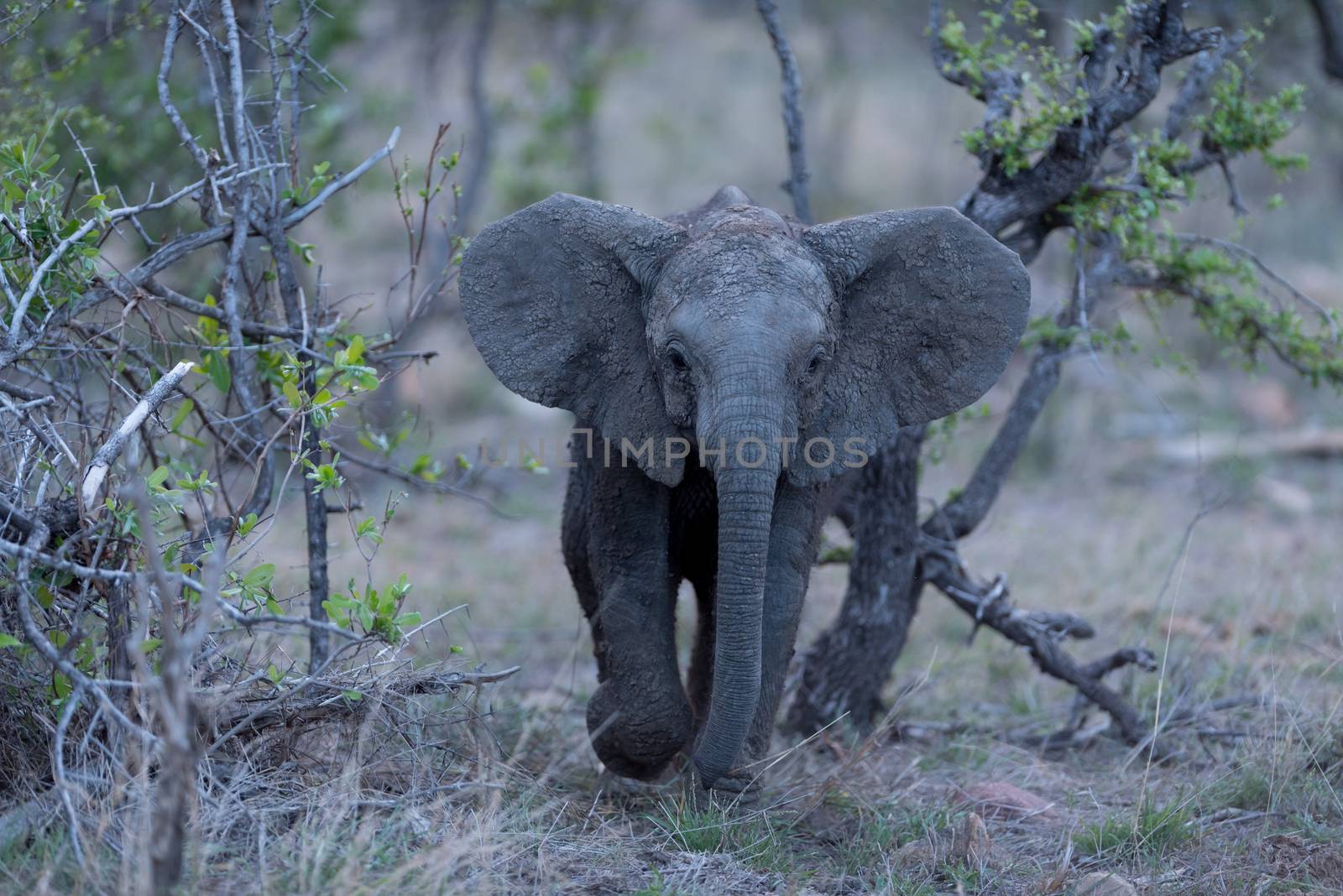 Elephant calf, baby elephant in the wilderness of Africa