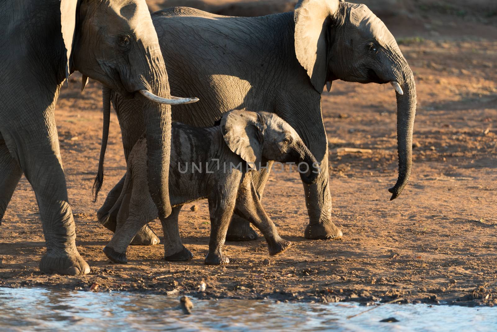 Elephant calf, baby elephant in the wilderness of Africa