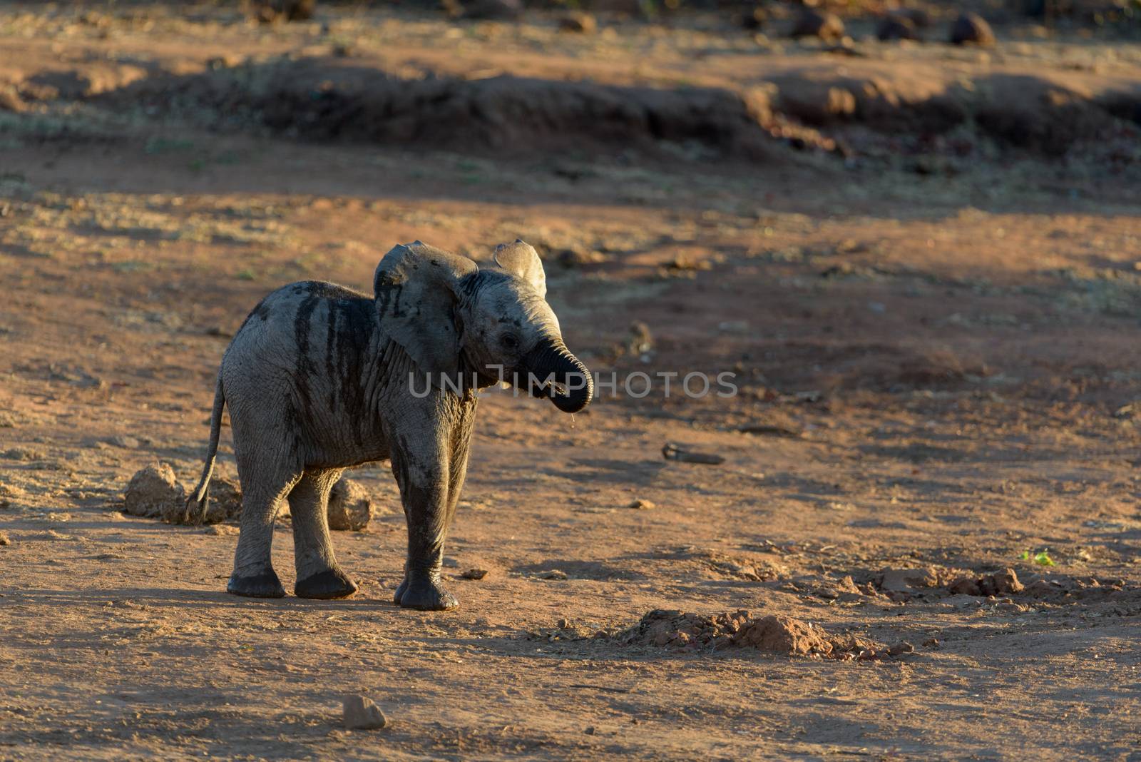 Elephant calf, baby elephant in the wilderness of Africa