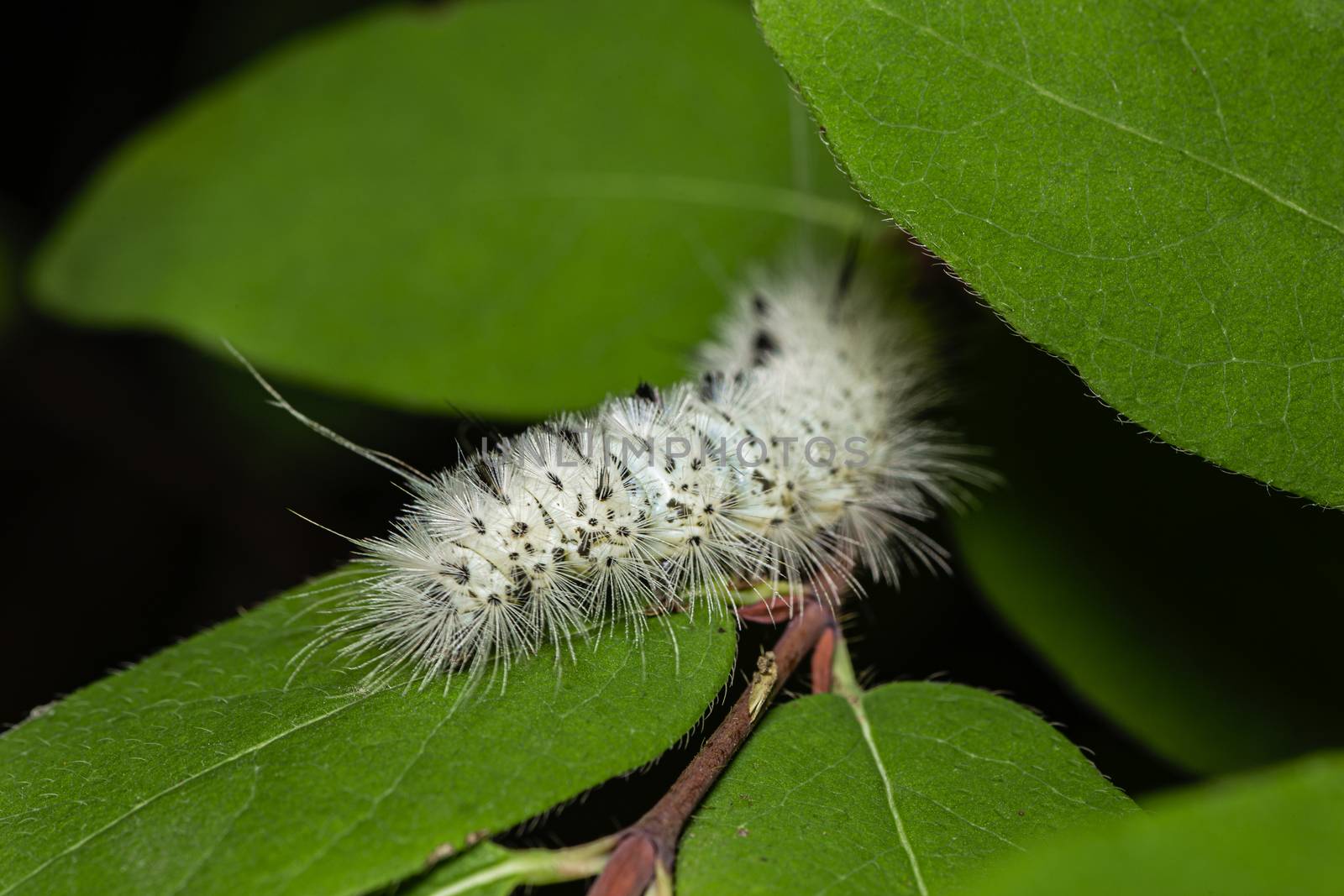 Hickory tussock moth eating a green leaf