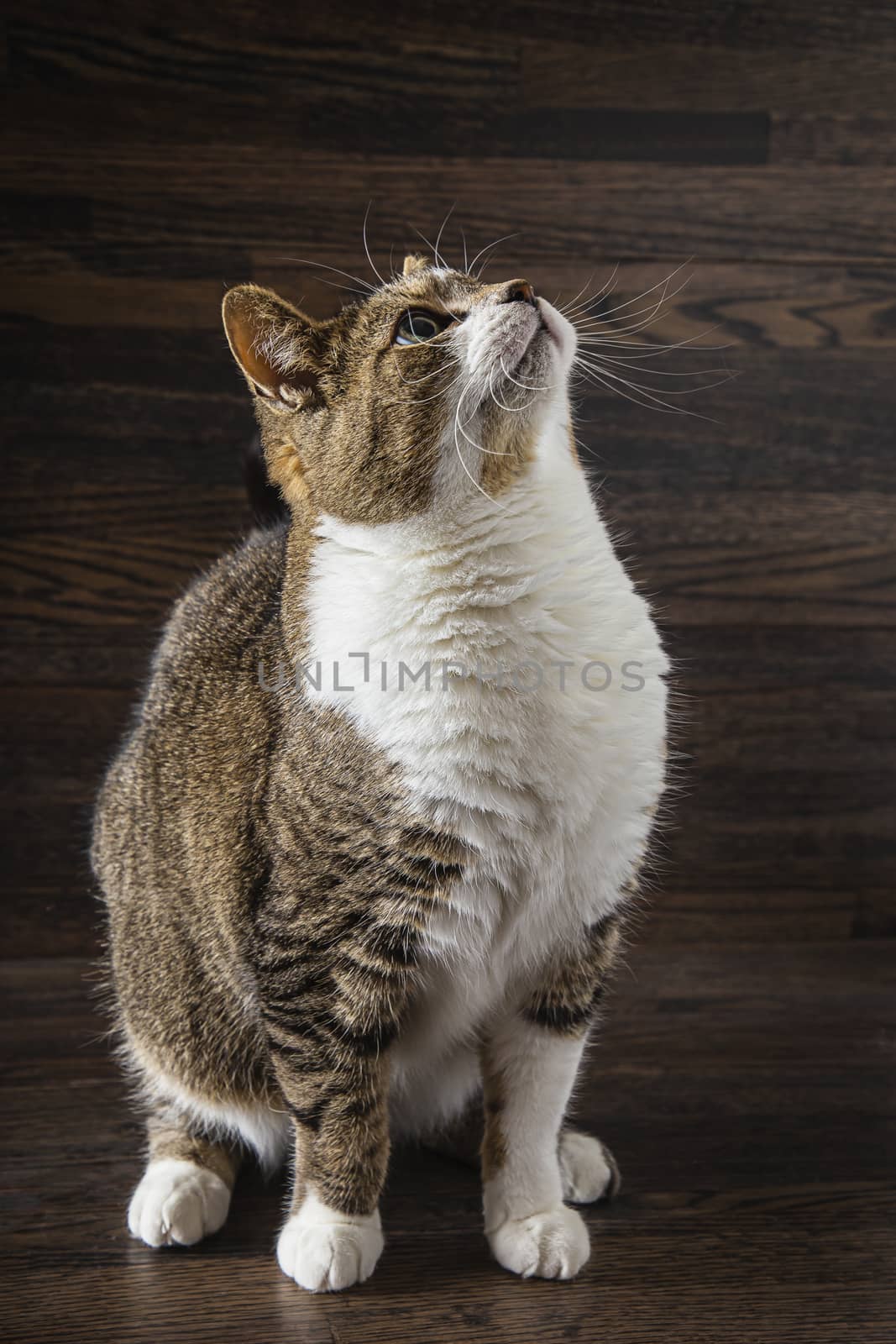 Mixed breed cat against a dark wood background