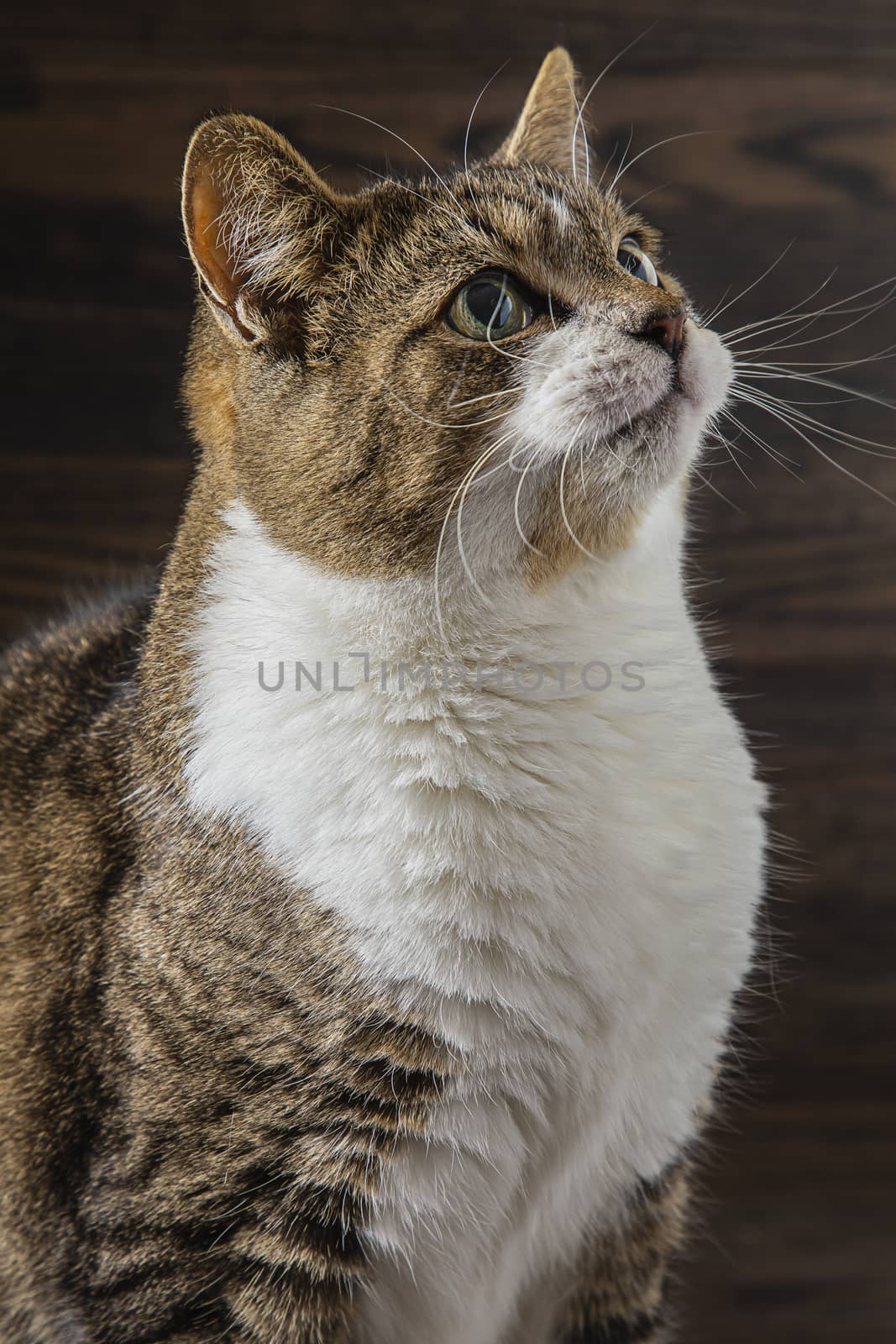 Portrait of mixed breed cat against a dark wood background