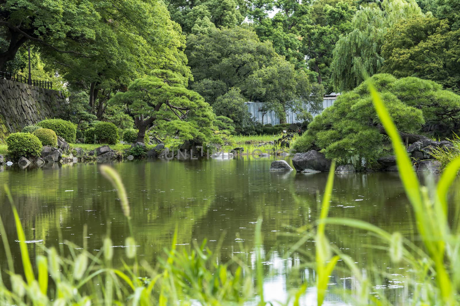 Shinji Pond in the public garden of Hibiya Park bordering the southern moat of the Imperial Palace. The word Shinji is composed of 2 ideograms which are the heart and the form. This type of lake whose contours follow the shape of the ideogram "heart" has several examples in the country. You can see in the background the buildings The Daiso Biz, Toranomon Hills Mori Tower, Hibiya City or the Imperial Hotel.