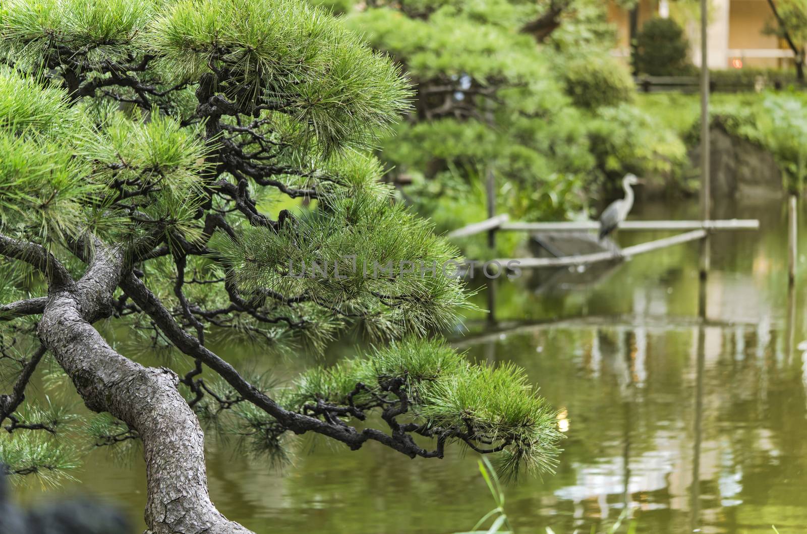 Pine tree and Japanese heron in the Shinji Pond in the public garden of Hibiya Park bordering the southern moat of the Imperial Palace. The word Shinji is composed of 2 ideograms which are the heart and the form. This type of lake whose contours follow the shape of the ideogram "heart" has several examples in the country.