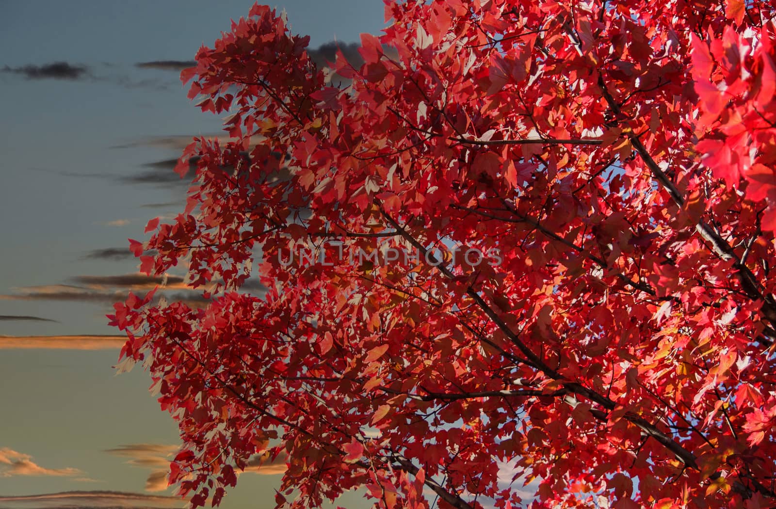 Red Leaves in Autumn at Dusk by dbvirago