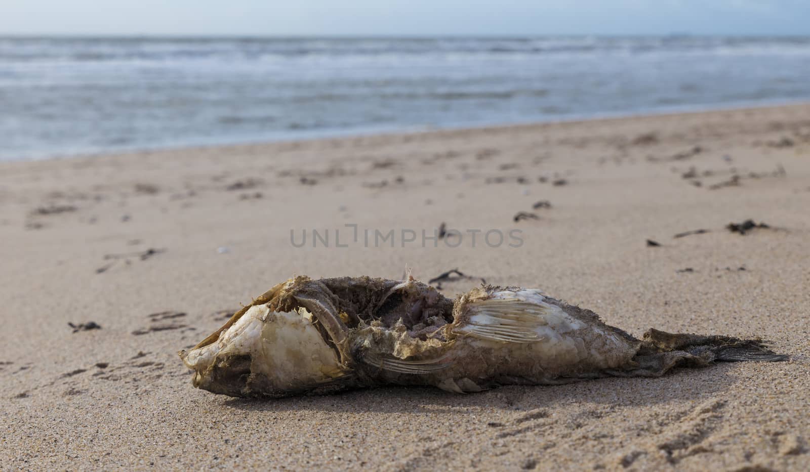 A complete fishy skeleton on the beach with little flesh left on the bones by compuinfoto