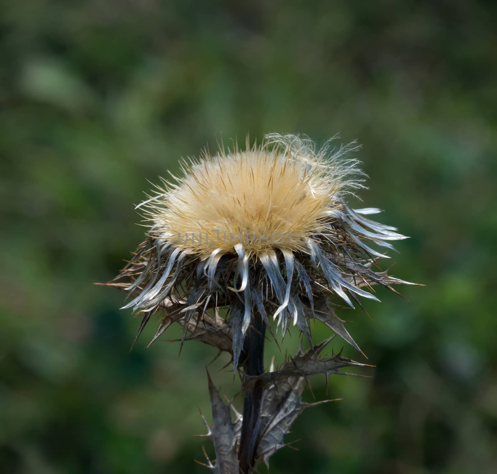 Carline Thistle flower head with spiky foliage.