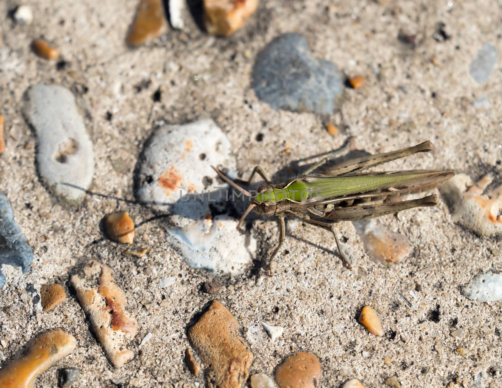 Common Green Grasshopper on path.