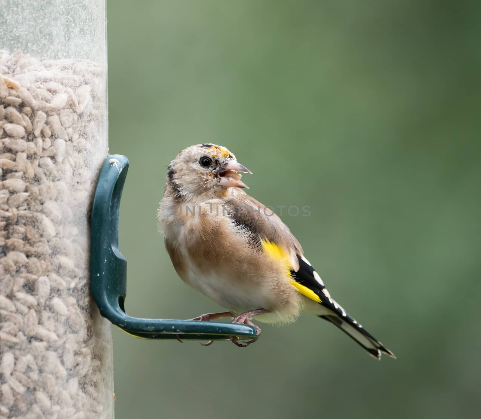 European Goldfinch Juvenile by SueRob