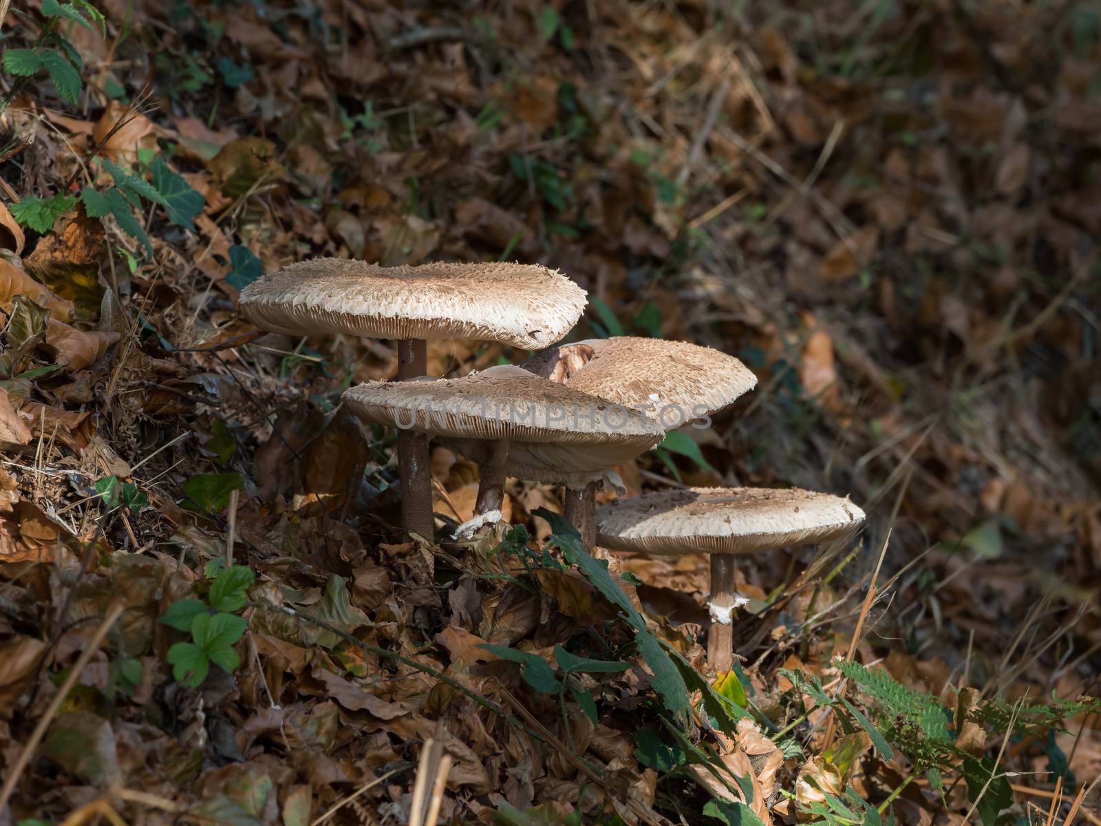 Fungi on Roadside Verge by SueRob