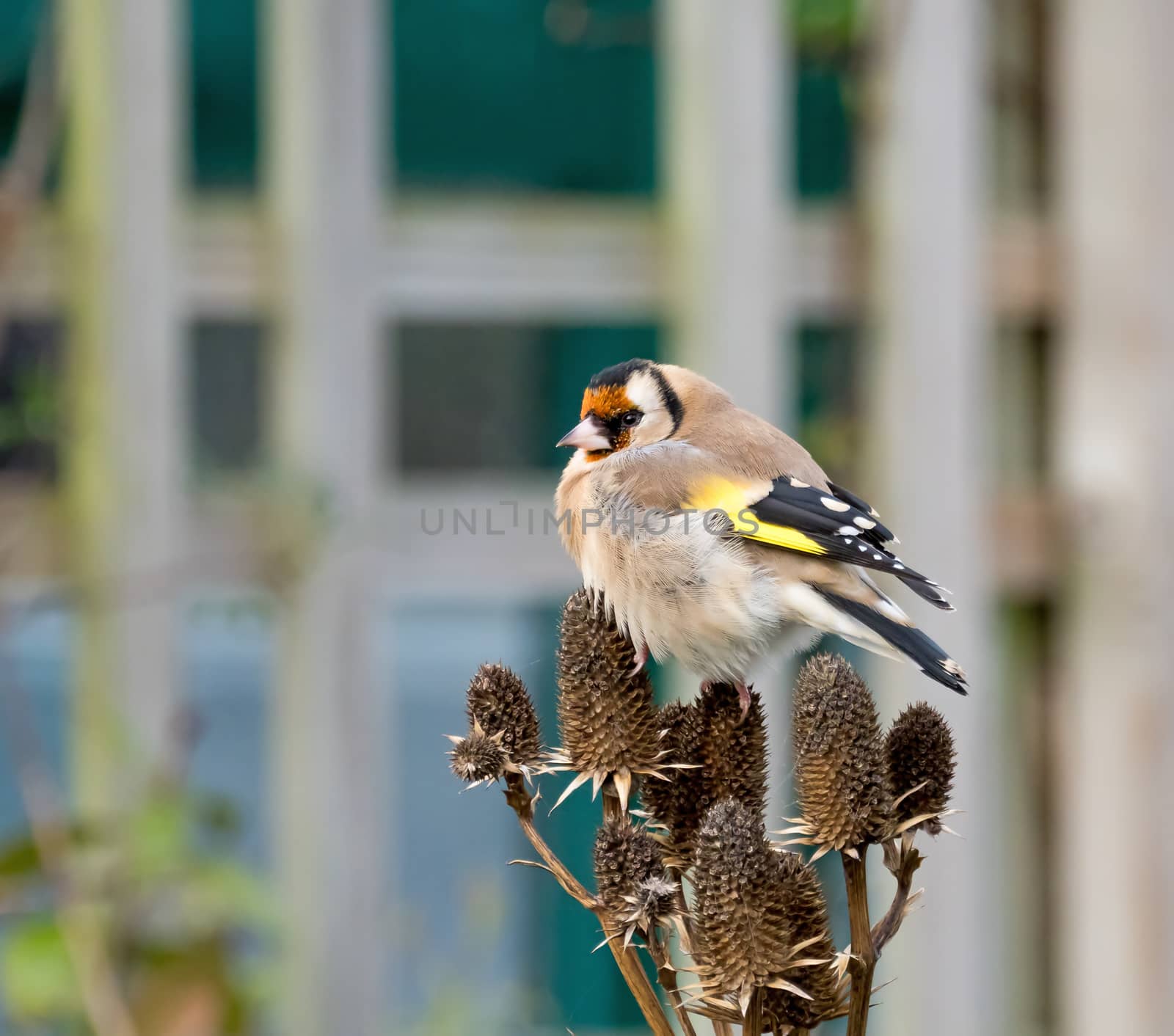 European Goldfinch Adult on Seedhead in garden.